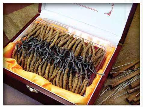 柯坪冬虫夏草回收